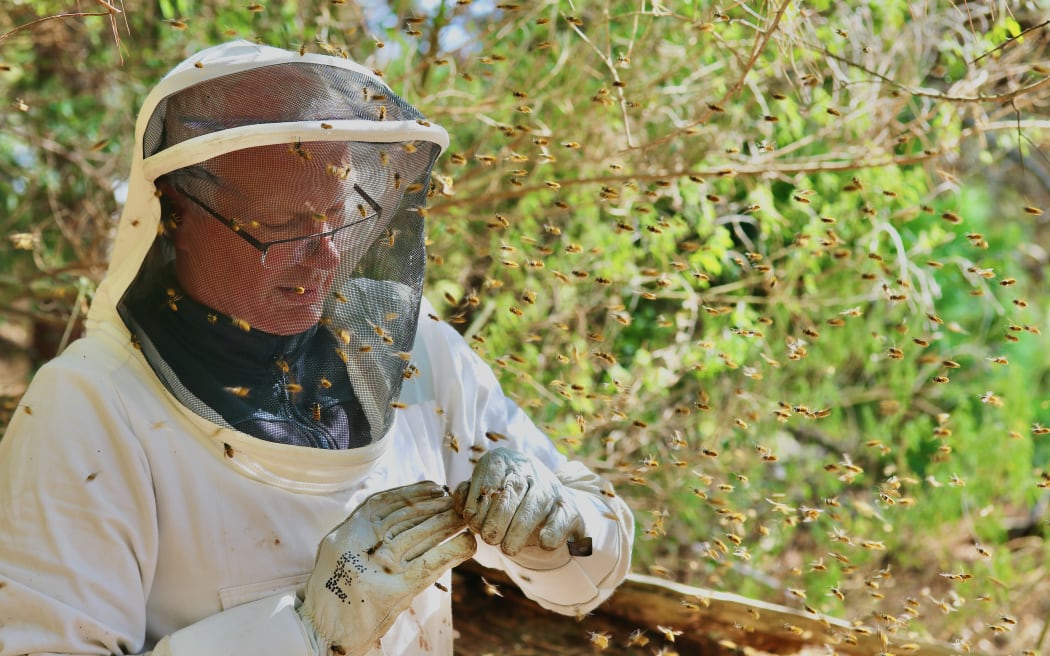 Phil Lester with the wasps.