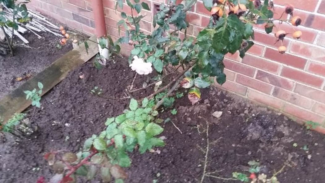 roses outside house