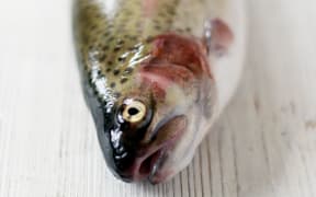 Trout
