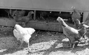 Mike the headless chicken with other chickens on his farm.