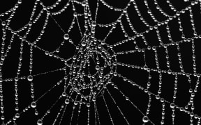 Spider web with morning dew.