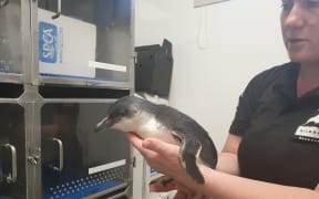 A little blue penguin at the Central Energy Trust Wildbase Recovery Centre.