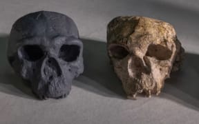 A new reconstruction (centre) of the crushed Yunxian 2 skull (right) found in China is seen with another squashed skull (left) uncovered at the same site. (Guanghui Zhao)