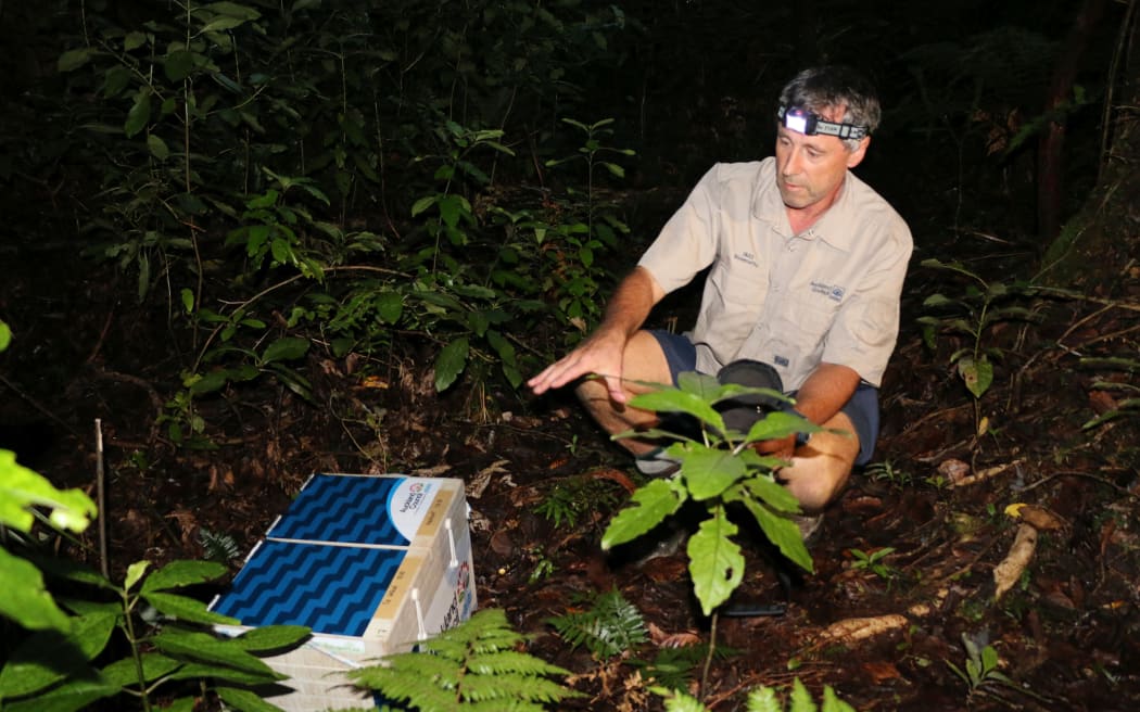 Auckland Council regional biosecurity manager Jonathan Miles gets set to release the kiwi into the wild.