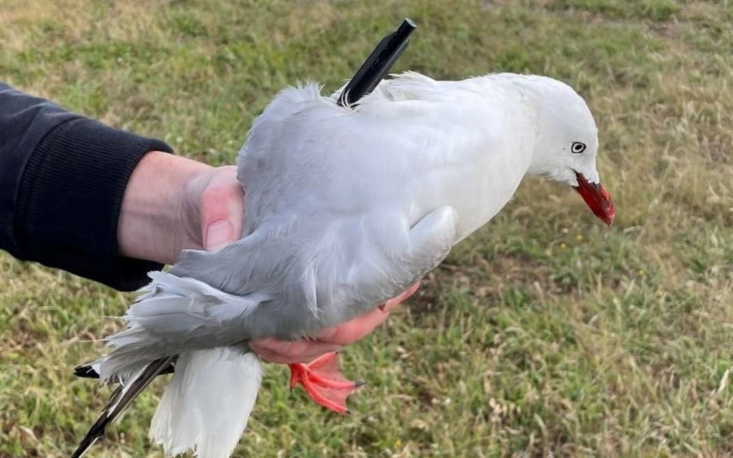 A protected tarāpunga/red-billed gull foundshot with crossbow in Oamaru