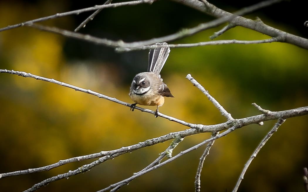 A curious fantail on an organic farm in the Manawatu.