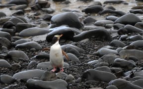 The yellow-eyed penguin.
