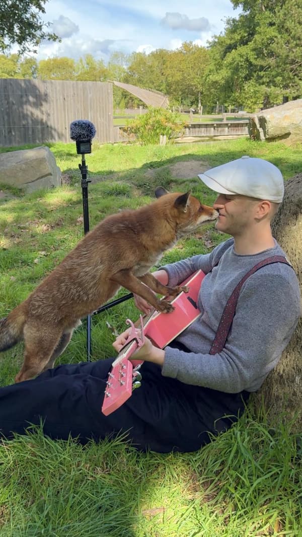 A fox nuzzles Plume.