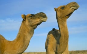 Arabian camels (Camelus dromedarius), feral in outback, New South Wales, Australia, Pacific (Photo by Ann & Steve Toon / Robert Harding Heritage / robertharding via AFP)