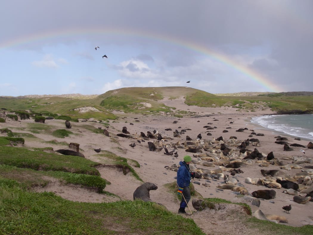 Sandy Bay sea lion colony