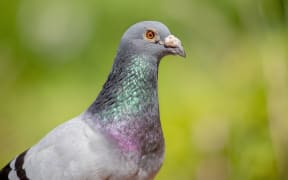 close up face of male speed racing pigeon against green blur background