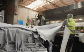 Part processed skins being fed through a machine at a tannery