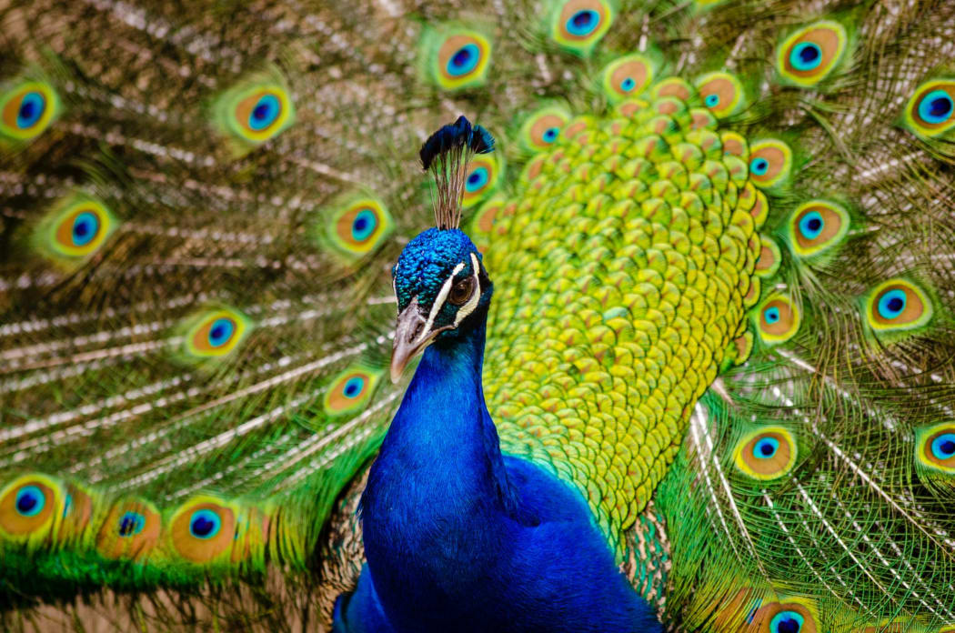 peacock