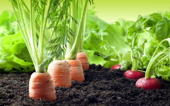 13711669 - vegetables in the garden