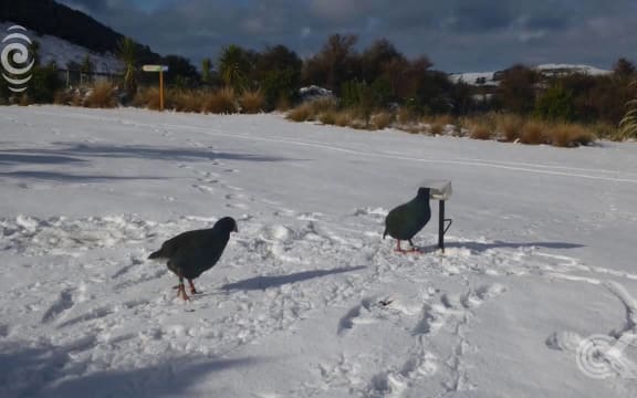 Snow saturates Dunedin, forces schools to close