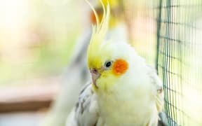 Portrait of Cockatiel close-up