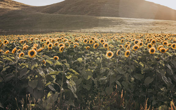Photographer Abbe Hoare's sunflower field in the Tararua district.