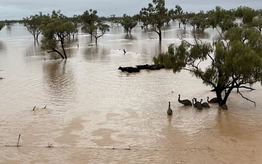 Floodwater reaches to the top of trees on a property in Western Queensland.