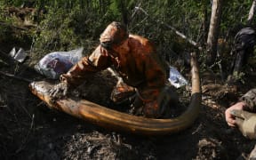 Mammoth tusk prospector an image from Amos Chapple's photo essay