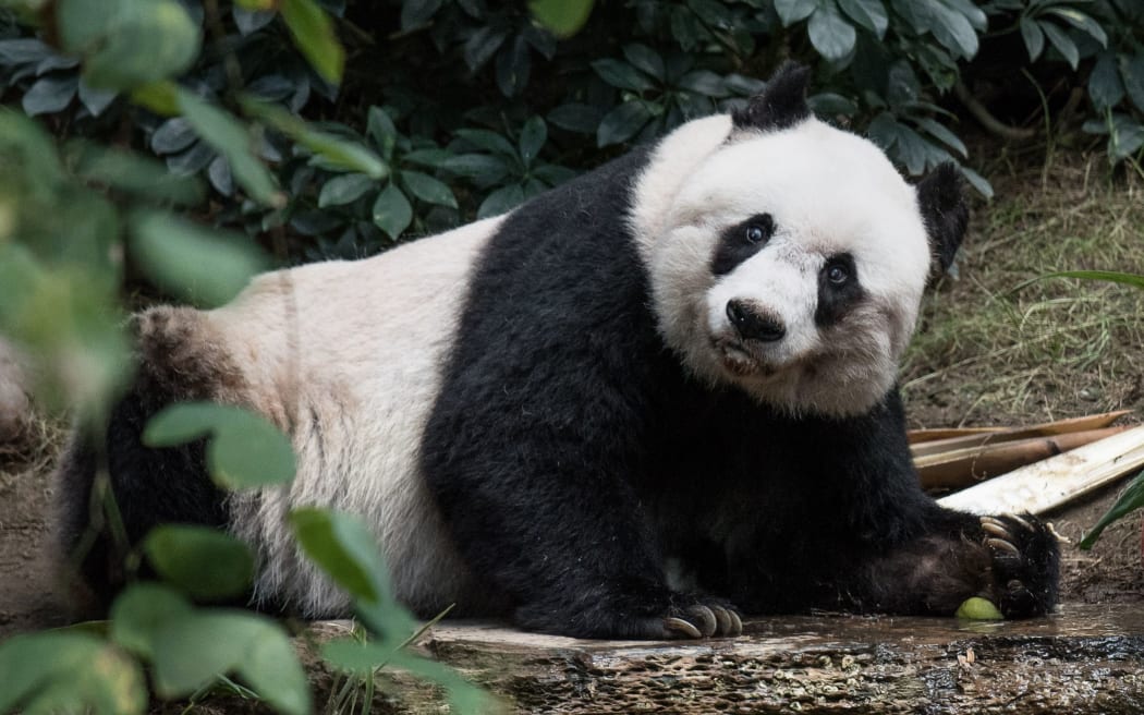Giant panda Jia Jia turns 37 at an amusement park in Hong Kong, making her the oldest giant panda ever kept in captivity.