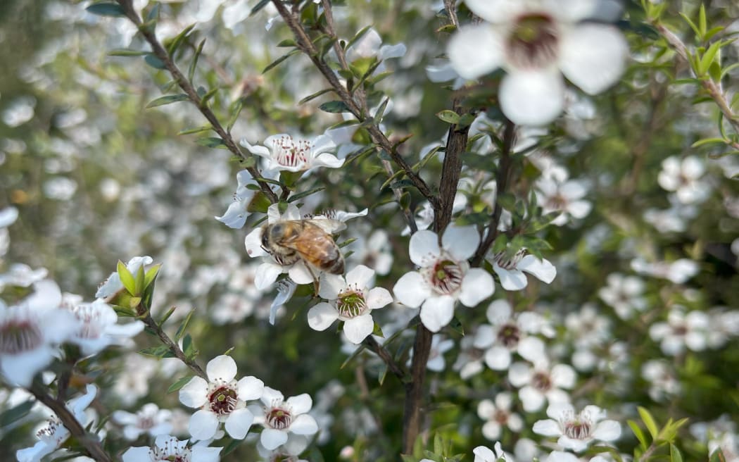 Woodland's honey range includes kānuka and mānuka varieties