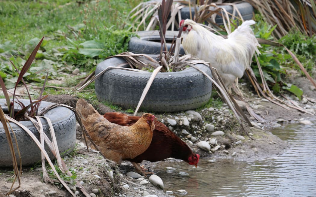 North Canterbury Chicken Rescue