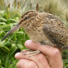 Photo for Subantarctic snipe