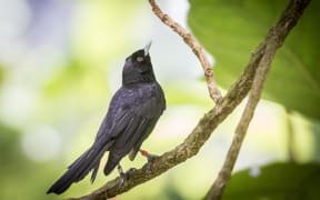 An adult Fatu Hiva monarch