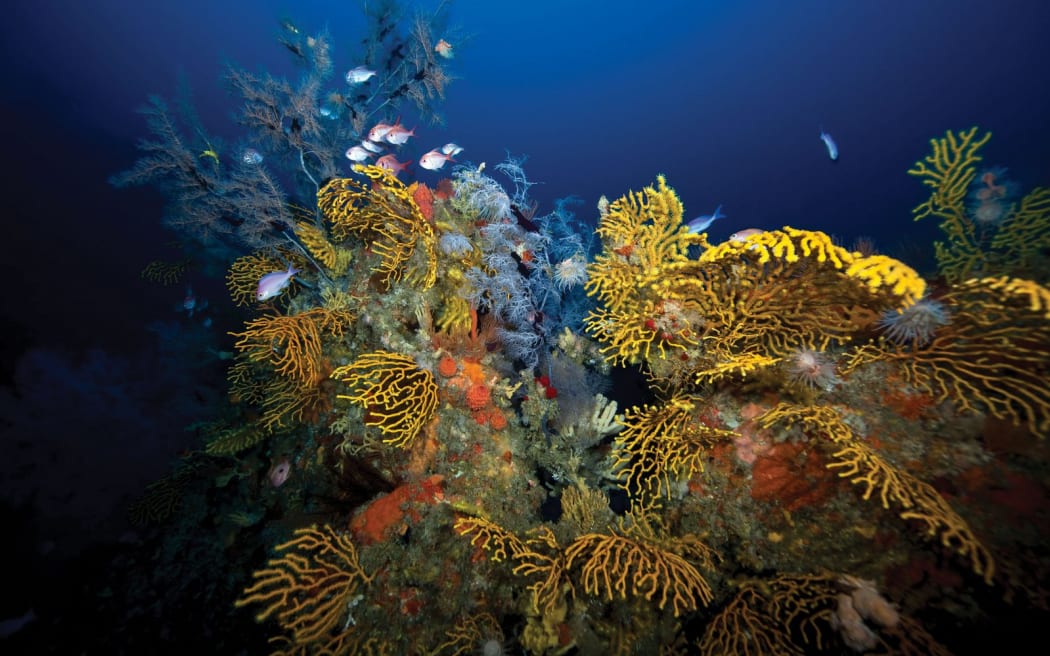 A colourful assemblage of yellow branching corals and orange sponges attached to rocks extending up out of dark, deep blue water. A small school of pinkish fish congregate amongst the reef flora.