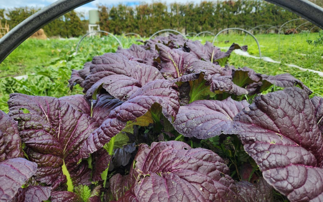 A close-up of a purple-leaved vegetable plant in a row of plantings