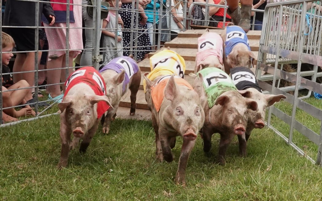 Pig racing was the biggest drawcard of this year's Kaikohe A&P Show.