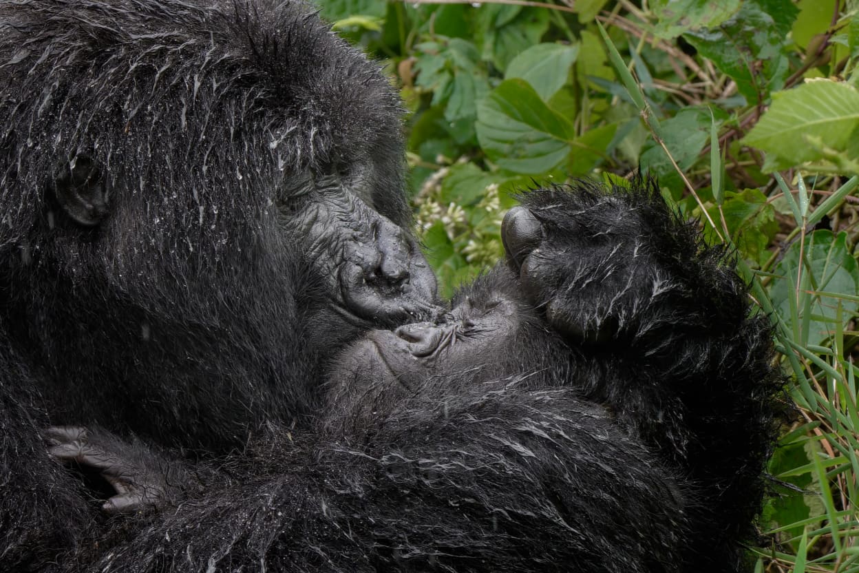 Gorilla in Rwanda