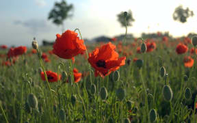 Poppy fields in Flanders