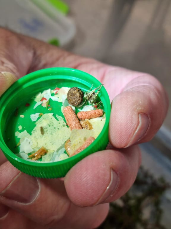A very young critically-threatened Mahoenui giant wētā, in a milk-bottle cap.