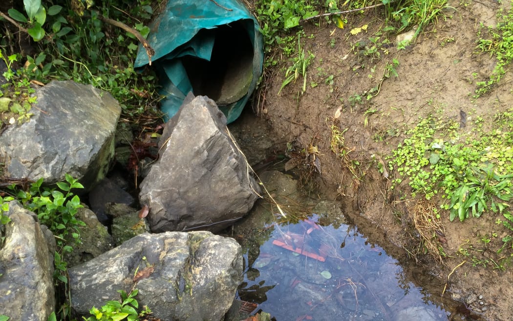Wainui Stream, Kapiti Coast.
