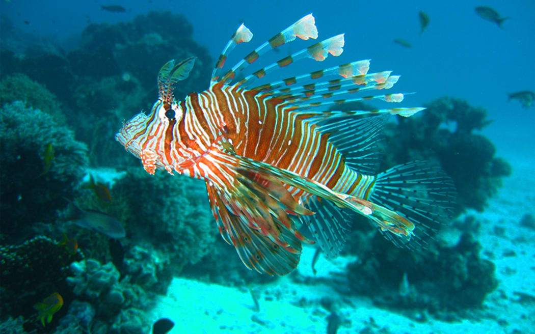 Venomous and voracious, the beautiful lionfish is wreaking havoc on Caribbean reefs