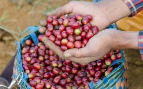Coffee crop, arabica coffee berries