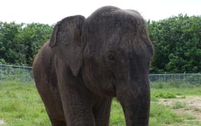 Elephants arriving to Auckland Zoo. Anjalee