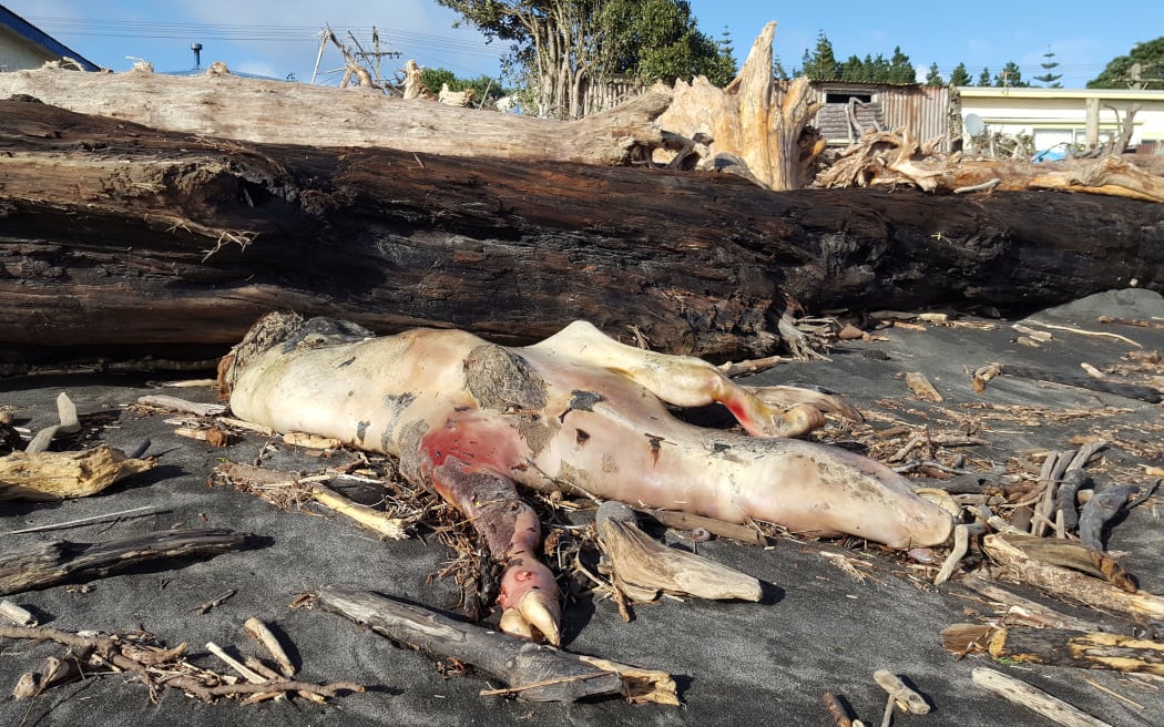 Massive 3.5m tides washed up animal carcasses and tossed huge logs up beside East Beach residents' properties.