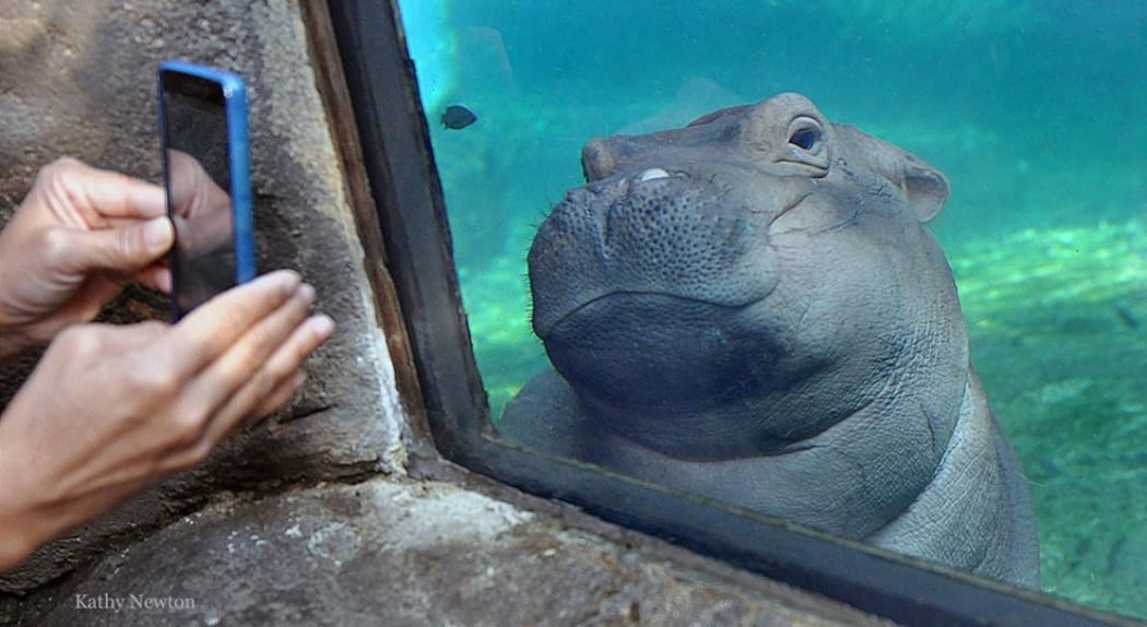 This week Buzzfeed examine the phenomenon of Fiona, the famous Hippo.