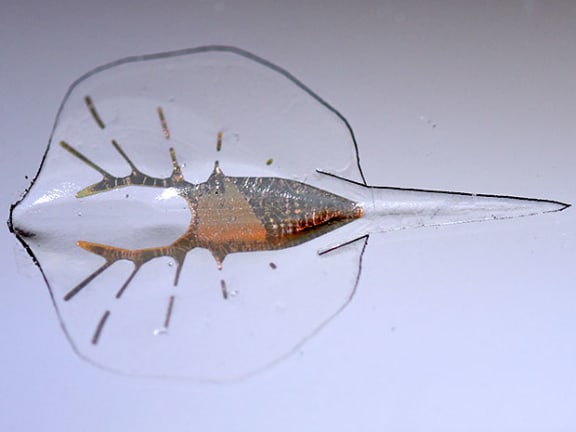 Robotic Stingray