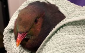 Moana the kererū