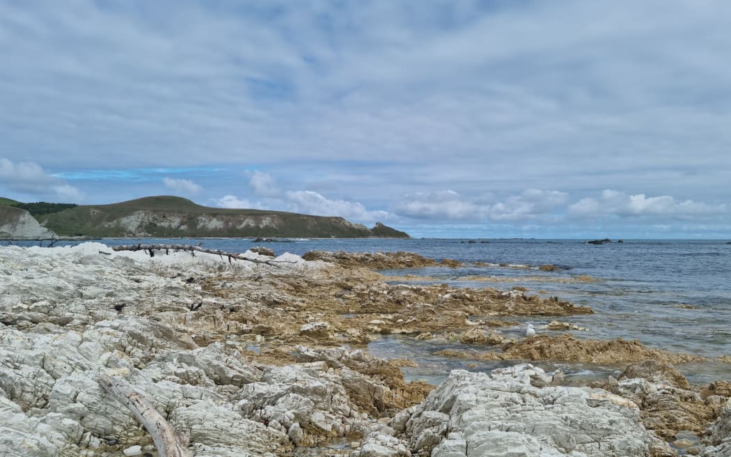 Many parts of the Kaikoura coastline were uplifted during the earthquake, displacing paua and other sea life.