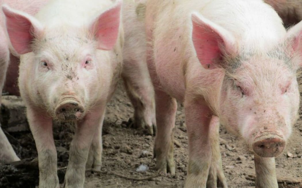 Pigs