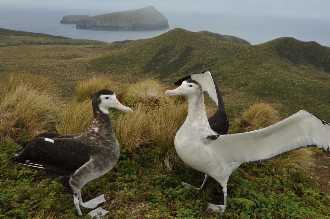 A pair of Antipodean wandering albatrosses court each other.