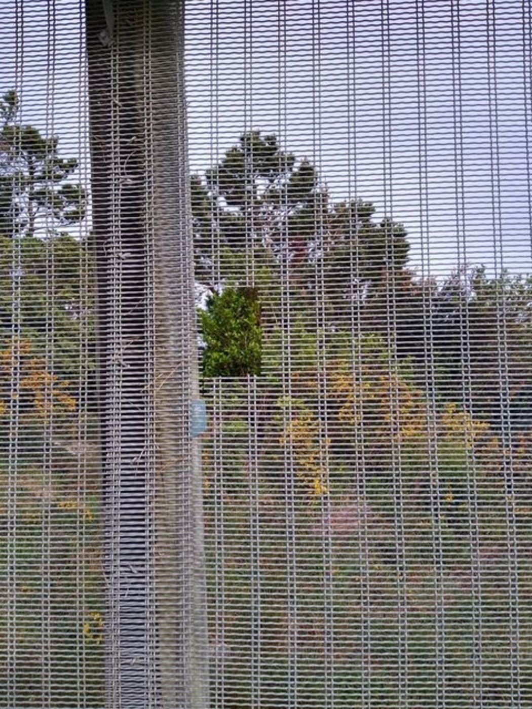 The hole found in the Zealandia predator exclusion fence