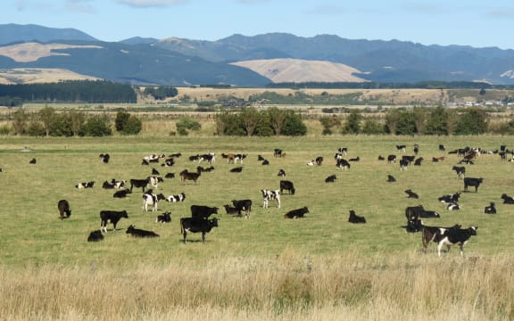 Some of the cows grazing on Cameron Family Farms.