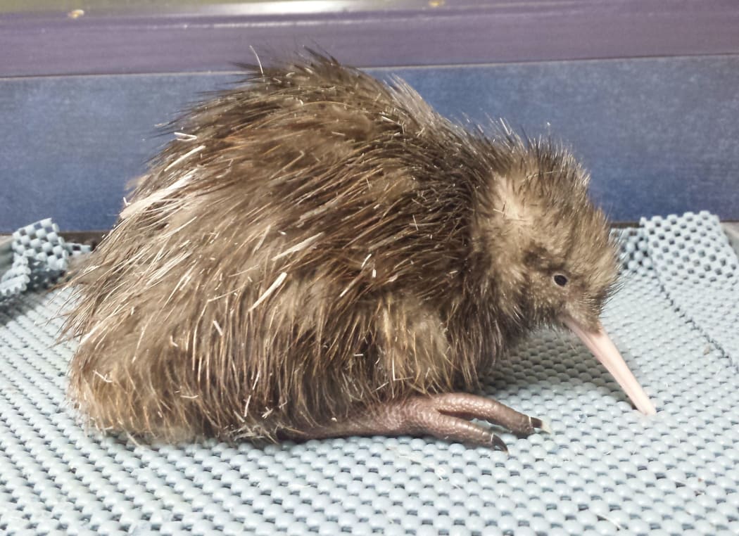 The new male Kiwi chick at Rainbow Springs' Kiwi Encounter in Rotorua