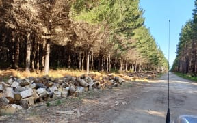 Wood for the 2024 Tasman District Council public firewood collection programme.