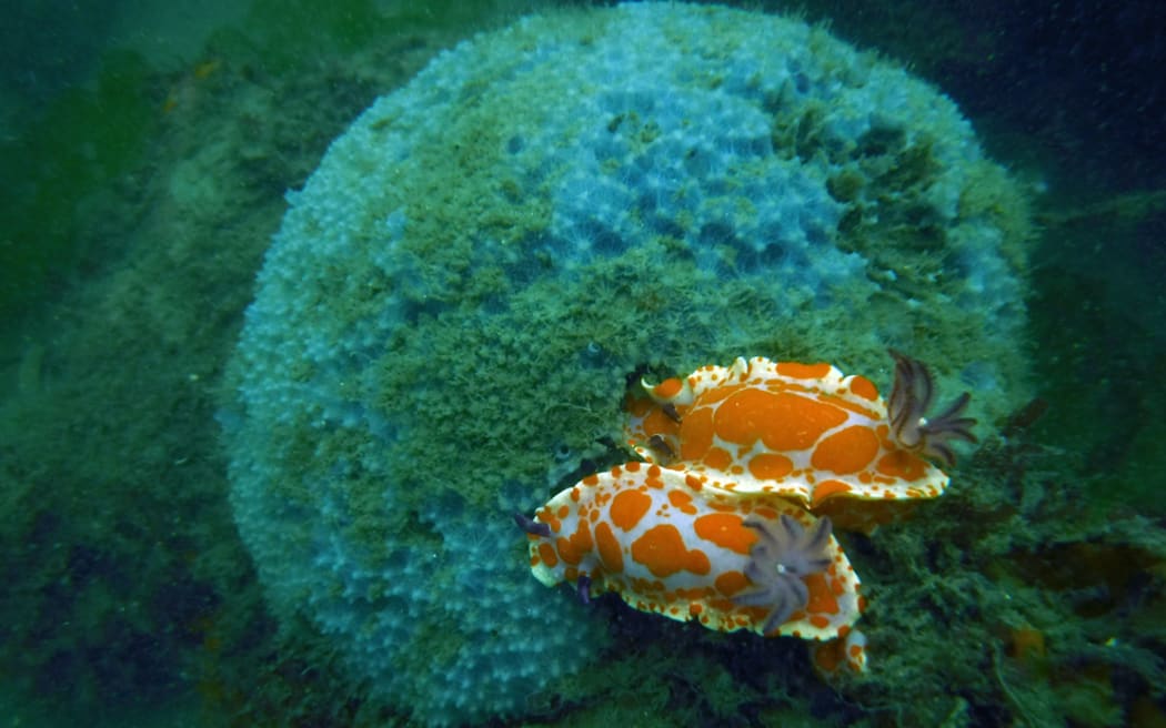An underwater shot of a blue ball-shaped sponge that looks like a cauliflower covered in splotches of green mould, with colourful sea slugs sitting on its edge. They are both white with orange spots and frilly appendages emanating from their backs.